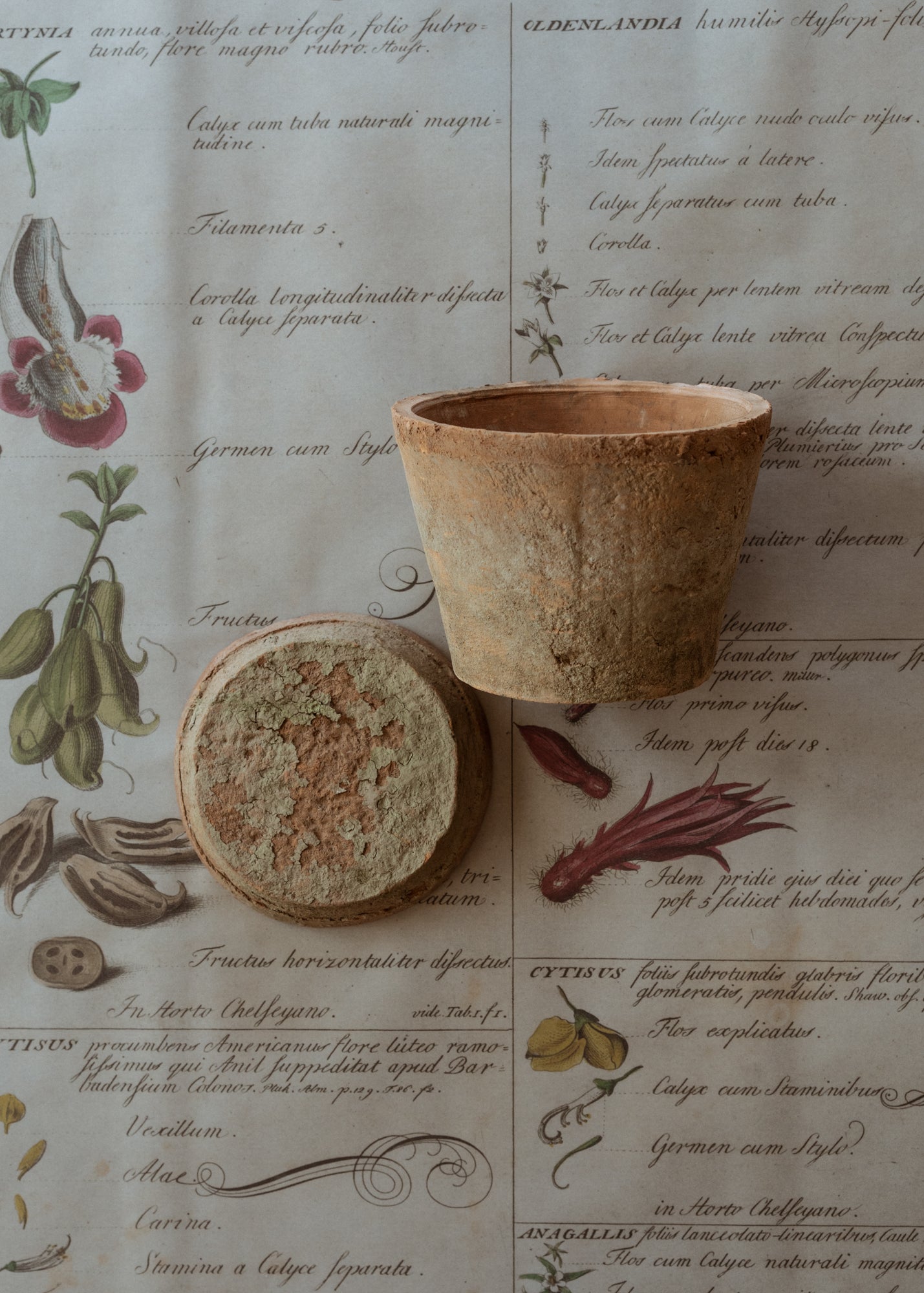 Aged English Terra Cotta Planter