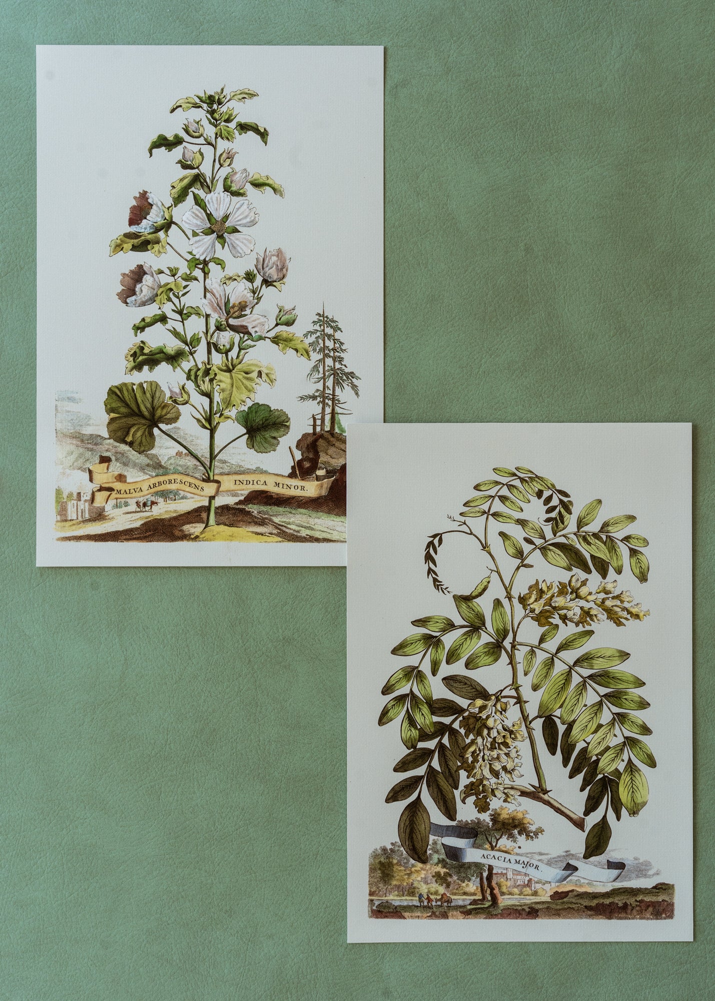 Abraham Munting Malva Arboresces