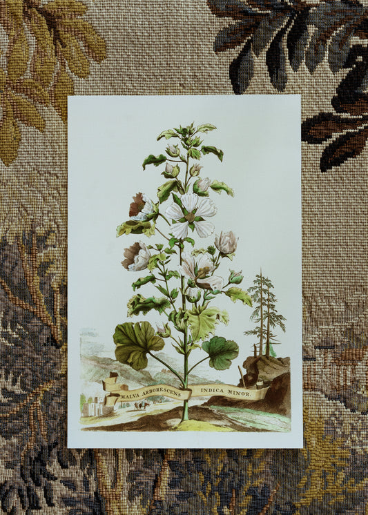 Abraham Munting Malva Arboresces