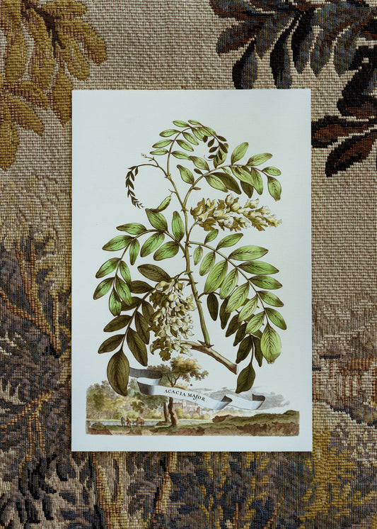 Abraham Munting Acacia Major