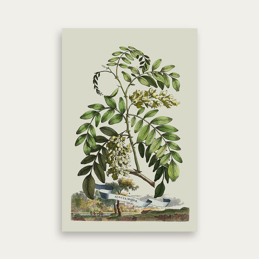 Abraham Munting Acacia Major