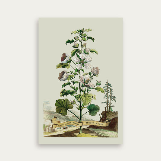 Abraham Munting Malva Arboresces