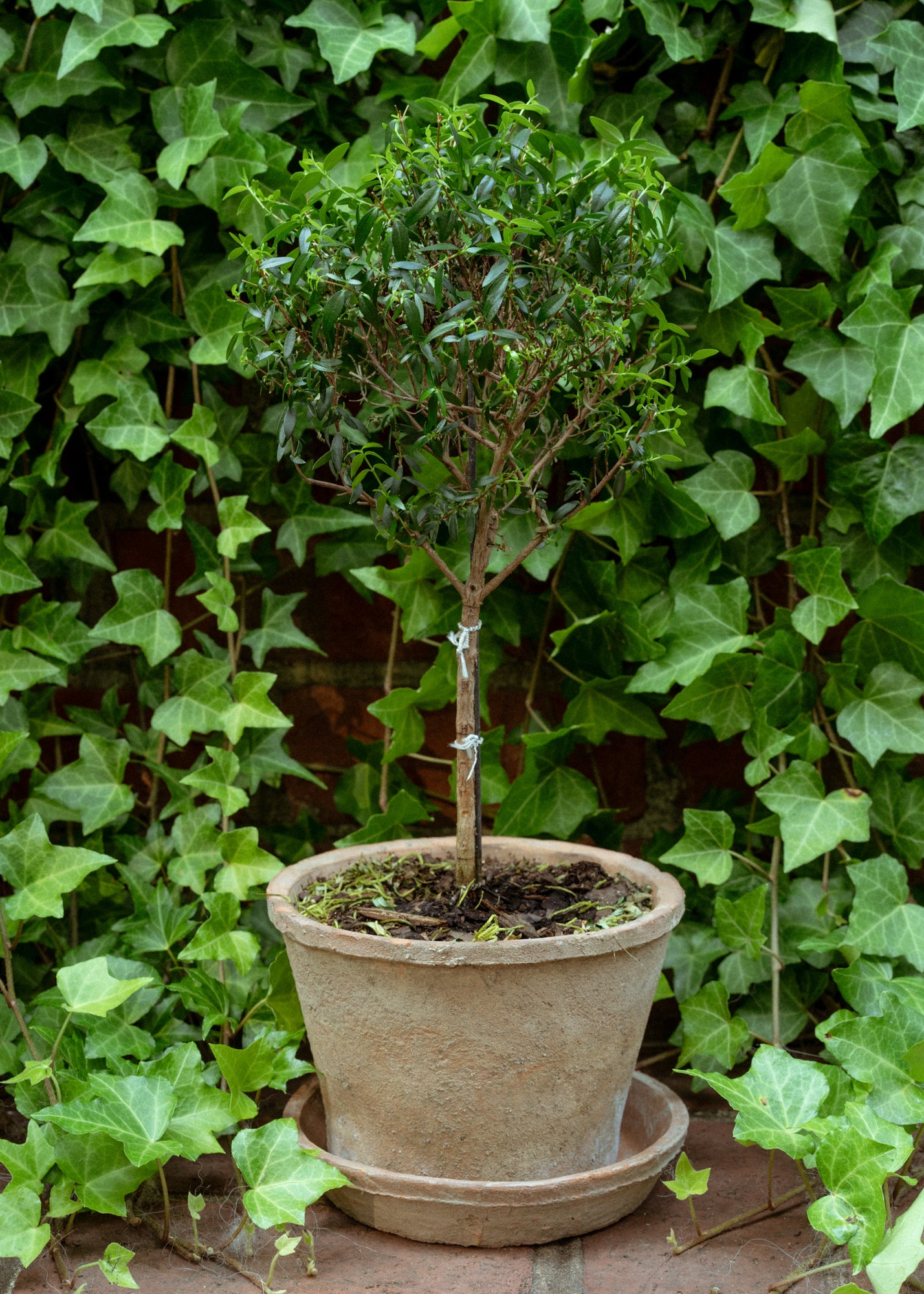 Aged English Terra Cotta Planter