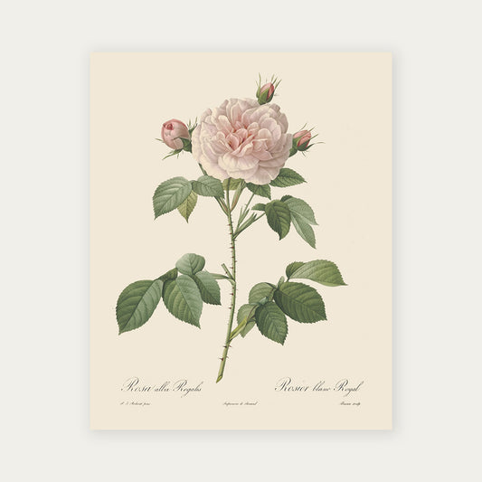 Pierre-Joseph Redouté Rosa Alba Regalis