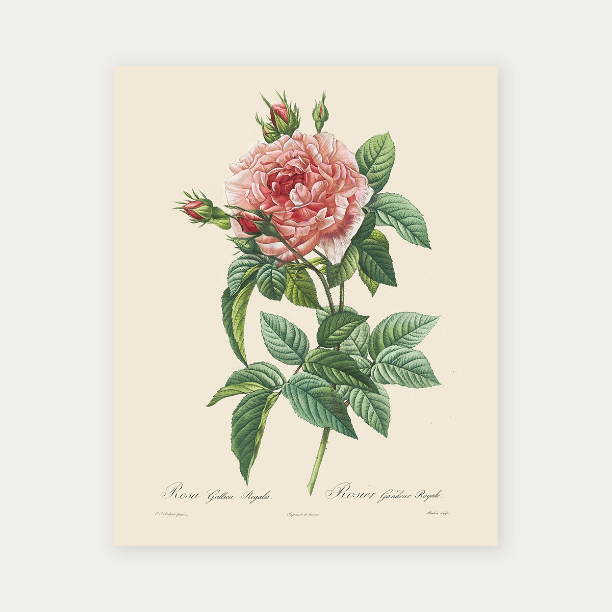 Pierre-Joseph Redouté Rosa Gallica Regalis