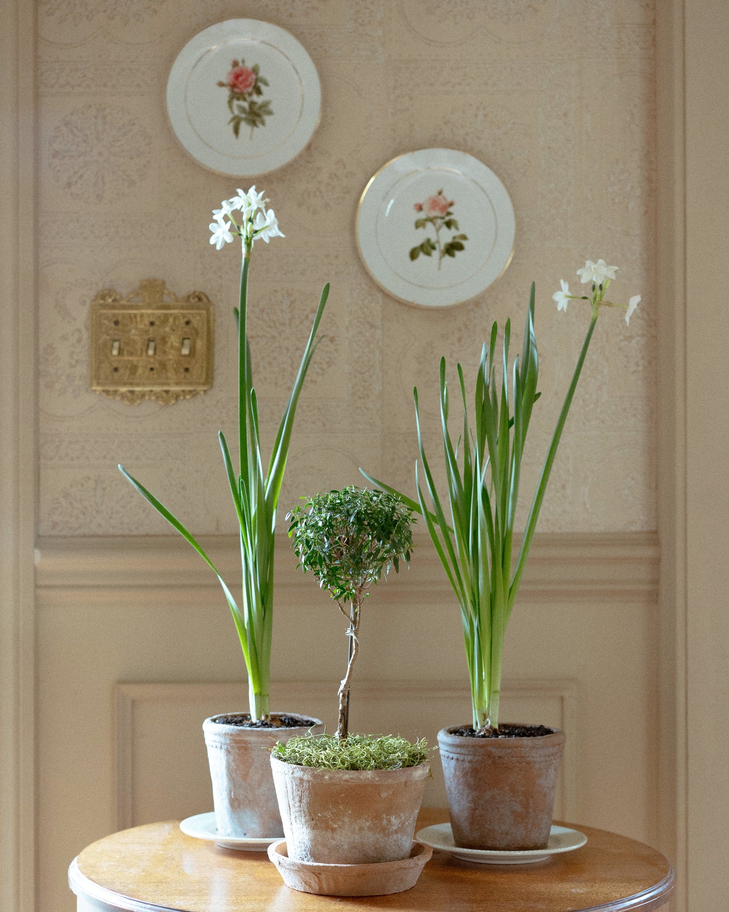 Botanical Porcelain Plate - Rosa Gallica Regalis