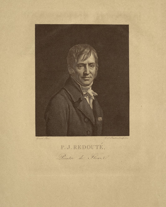 A Study in Rose: Pierre-Joseph Redouté