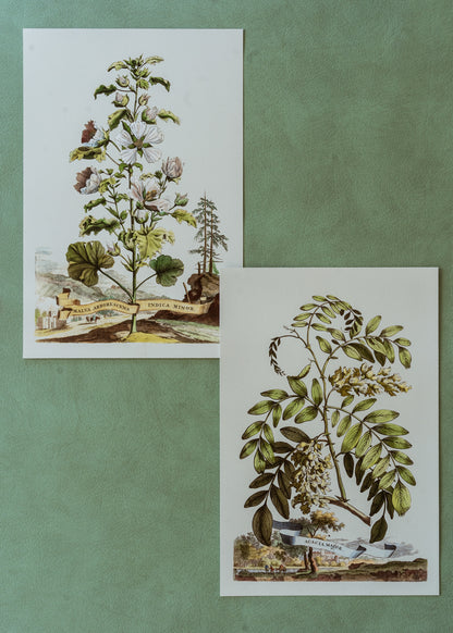 Abraham Munting Acacia Major