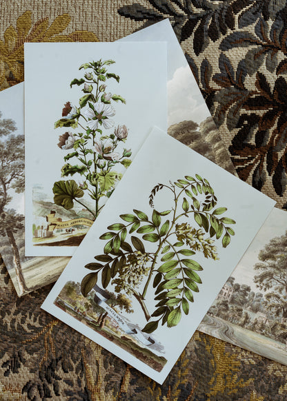 Abraham Munting Acacia Major