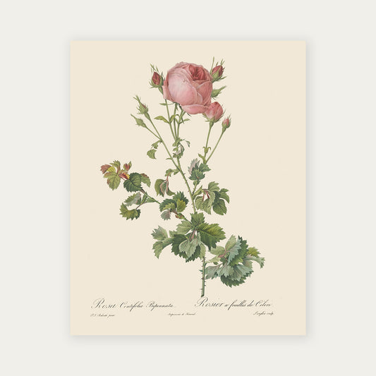Pierre-Joseph Redouté Rosa Centifolia