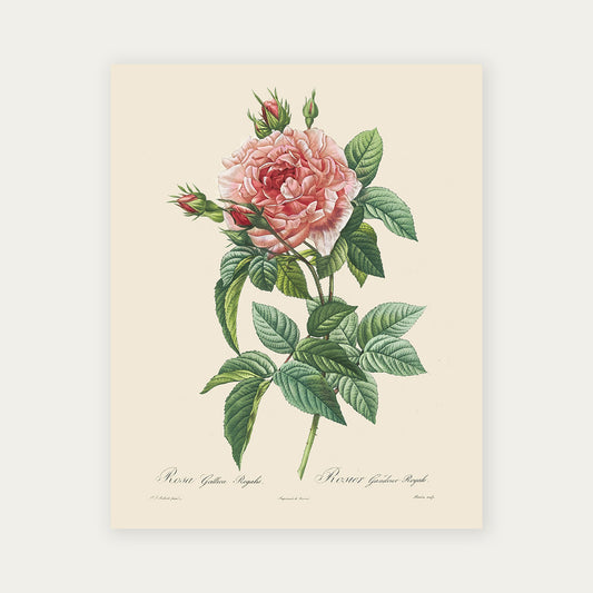 Pierre-Joseph Redouté Rosa Gallica Regalis