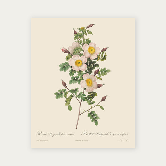 Pierre-Joseph Redouté Rosa Pimpinelli