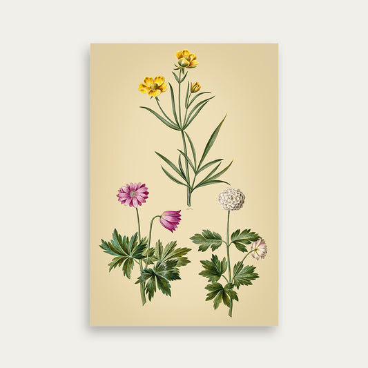 Maria Sibylla Merian No. 15
