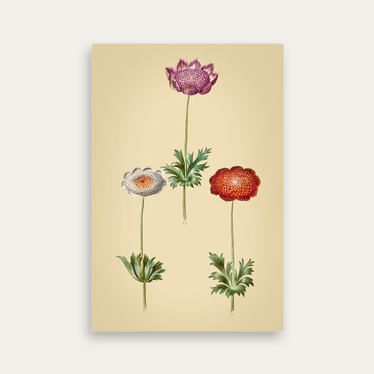 Maria Sibylla Merian No. 16