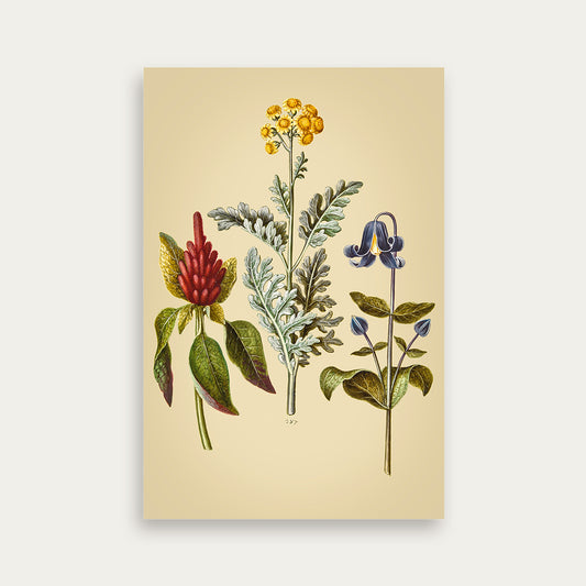 Maria Sibylla Merian No. 17