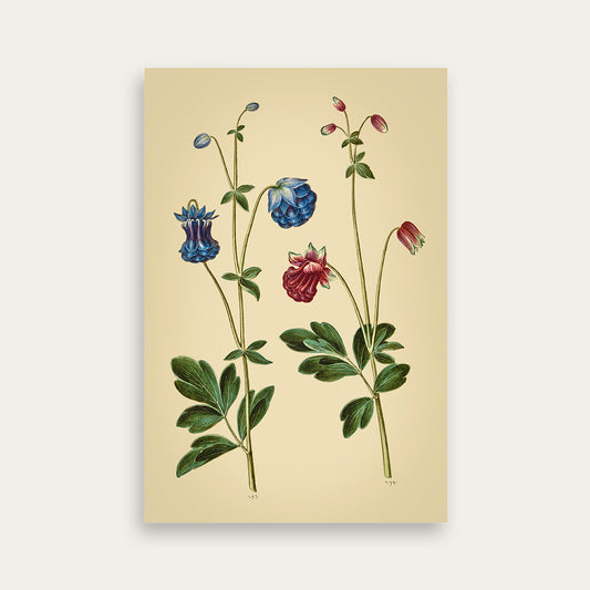Maria Sibylla Merian No. 20