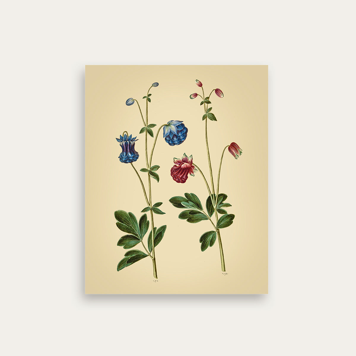 Maria Sibylla Merian No. 20