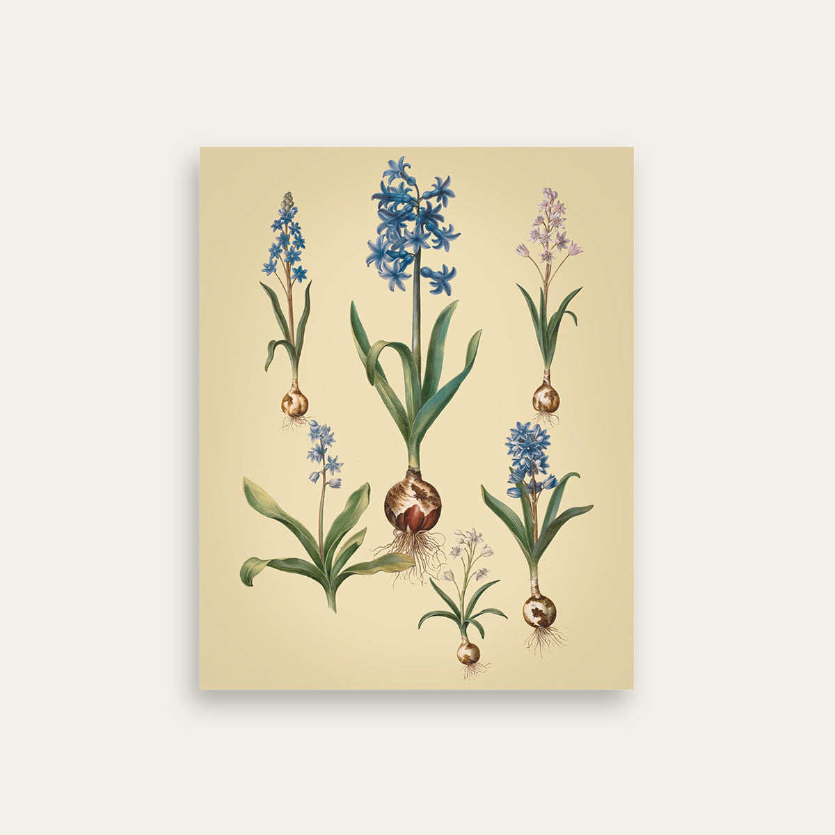 Maria Sibylla Merian No. 05