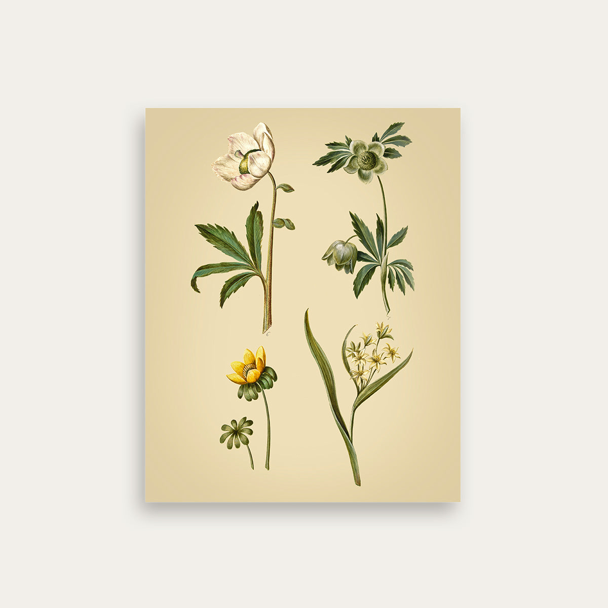 Maria Sibylla Merian No. 06
