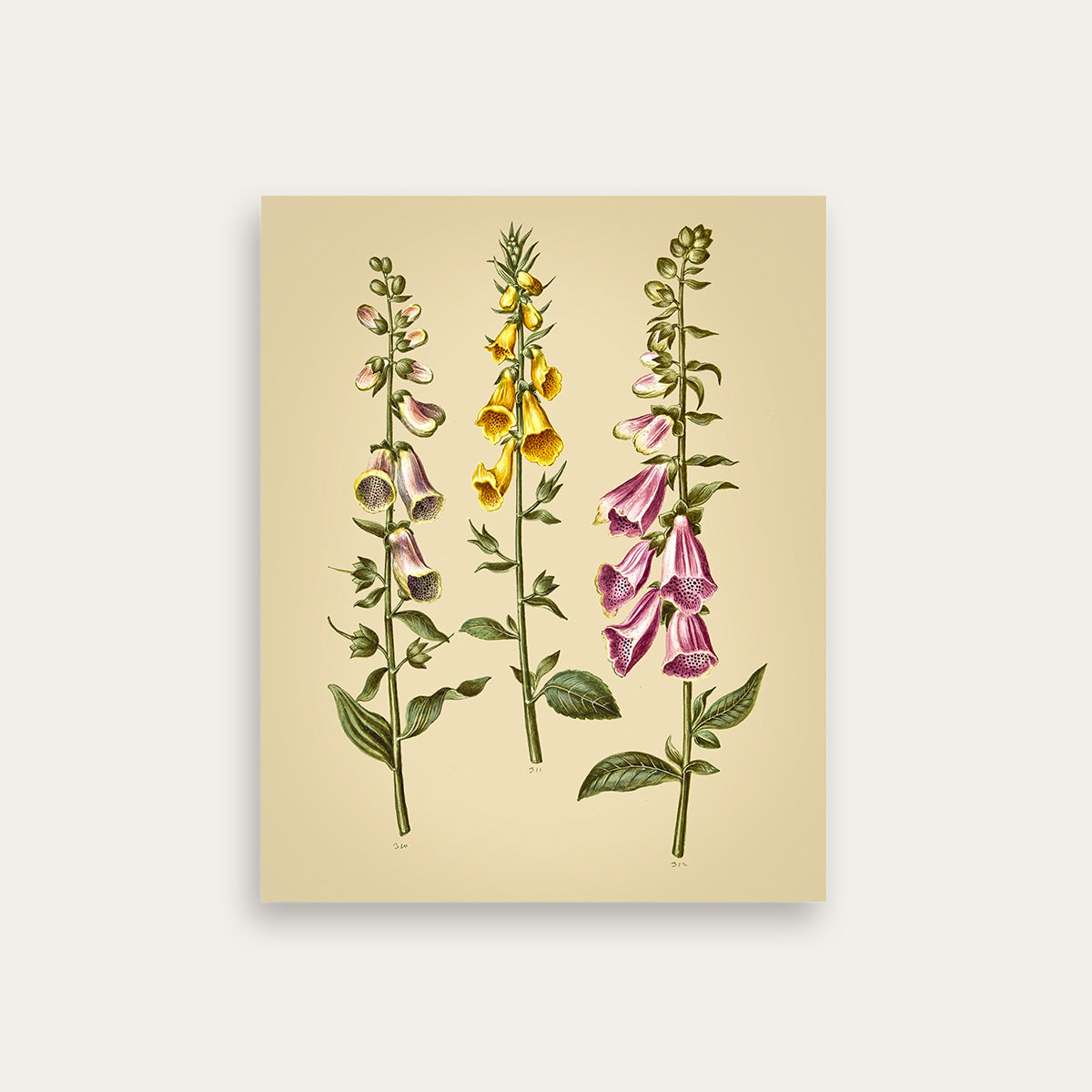 Maria Sibylla Merian No. 09
