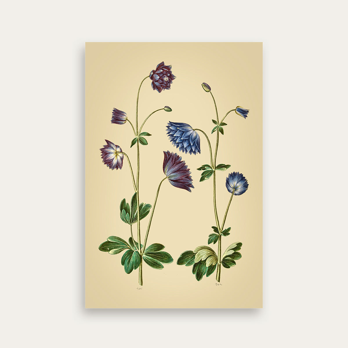 Maria Sibylla Merian No. 11