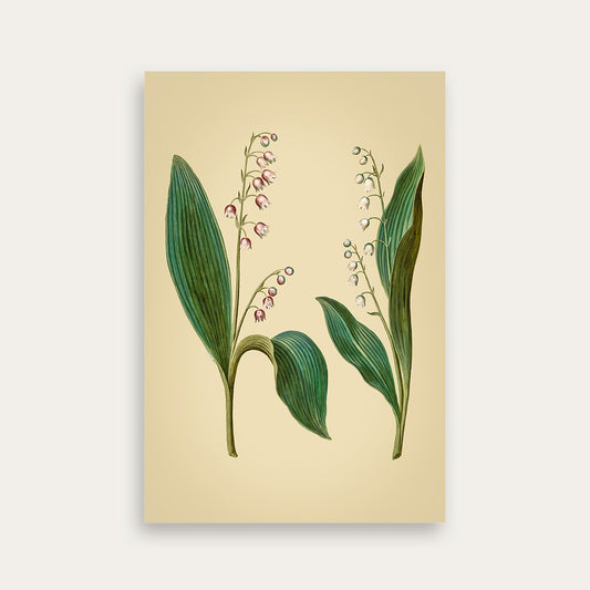 Maria Sibylla Merian No. 12