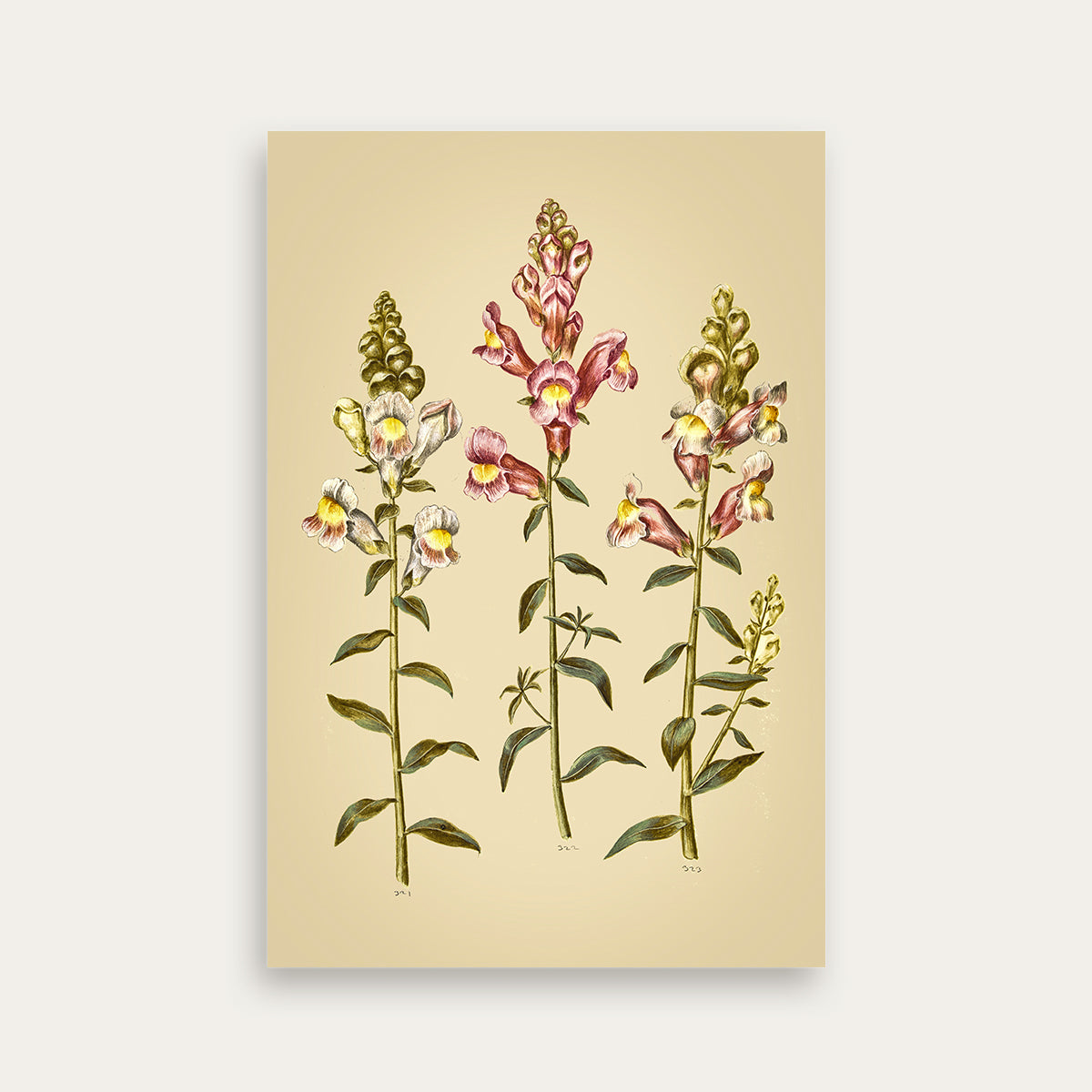 Maria Sibylla Merian No. 14