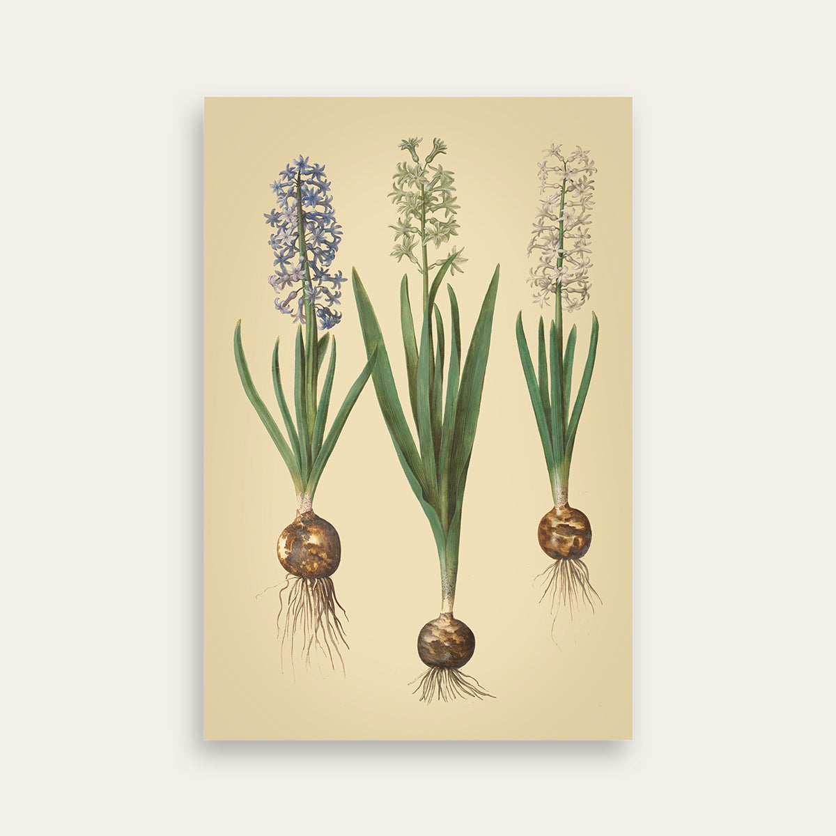 Maria Sibylla Merian No. 02