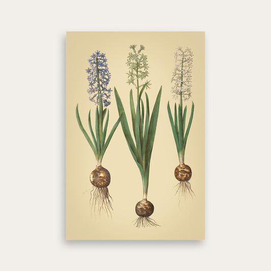 Maria Sibylla Merian No. 02