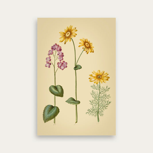 Maria Sibylla Merian No. 03
