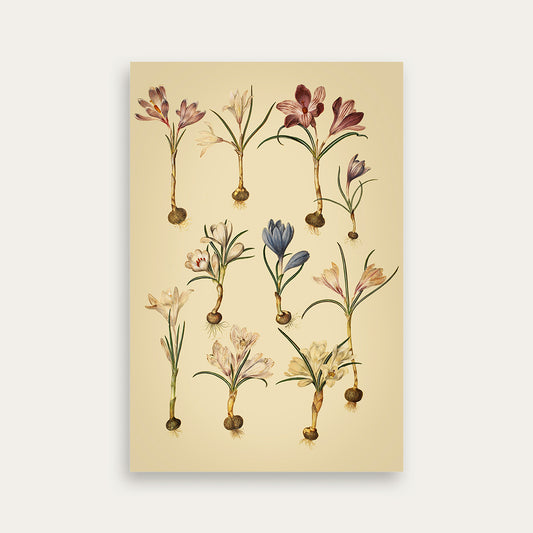 Maria Sibylla Merian No. 04