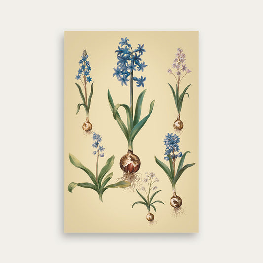 Maria Sibylla Merian No. 05