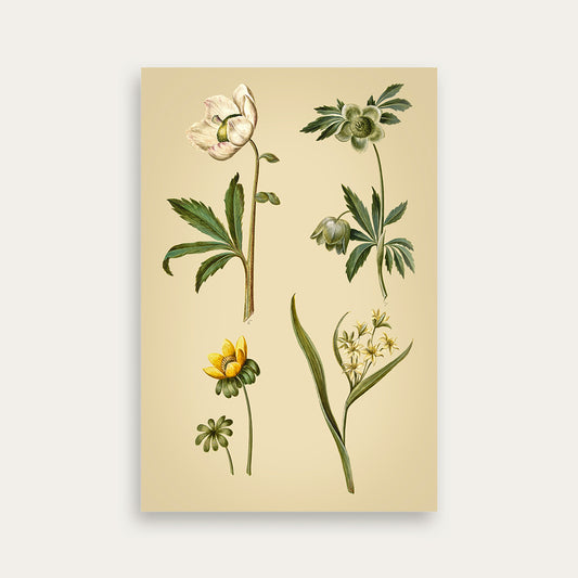 Maria Sibylla Merian No. 06