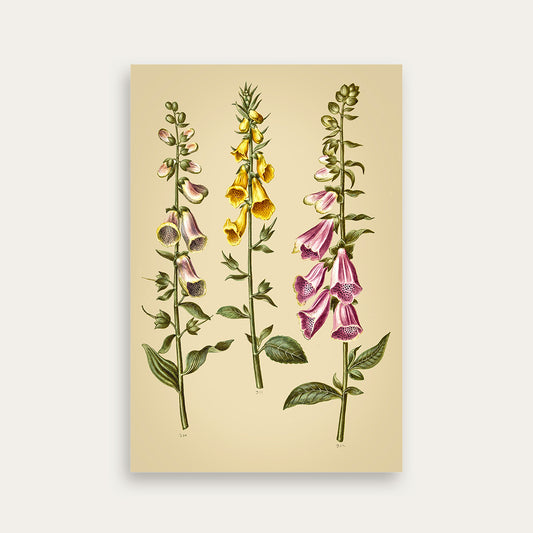 Maria Sibylla Merian No. 09