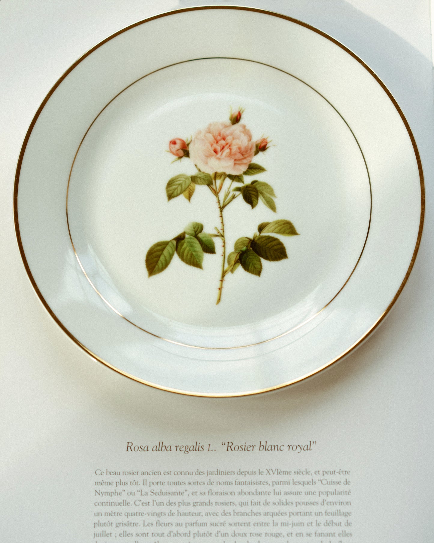 Botanical Porcelain Plate - Rosa Alba Regalis